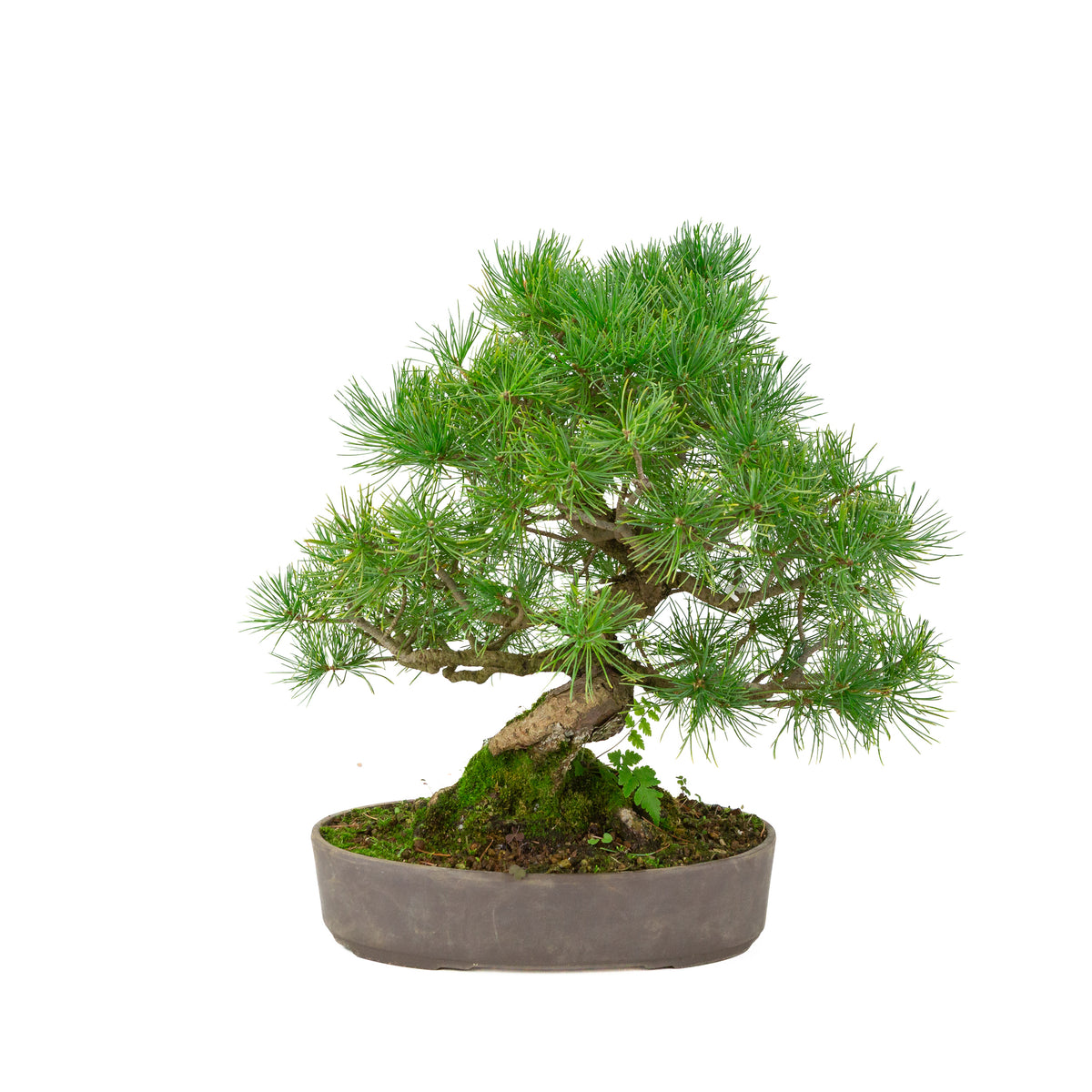 Pinus parviflora pot ovale non émaillé 25 cm, hauteur ~37 cm