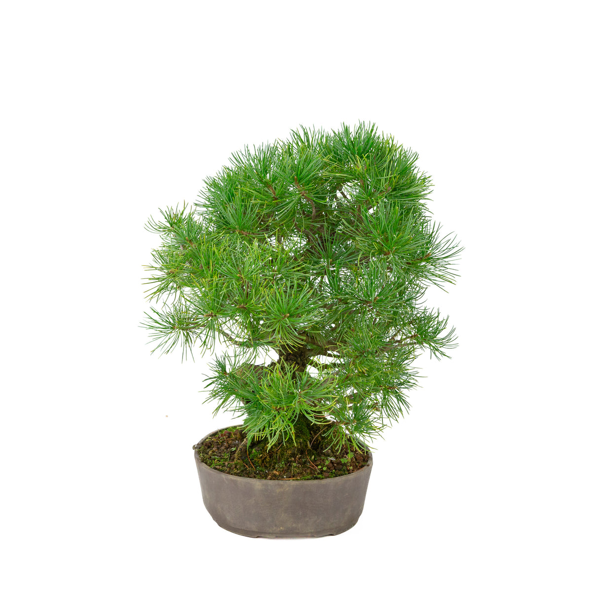 Pinus parviflora pot ovale non émaillé 25 cm, hauteur ~37 cm
