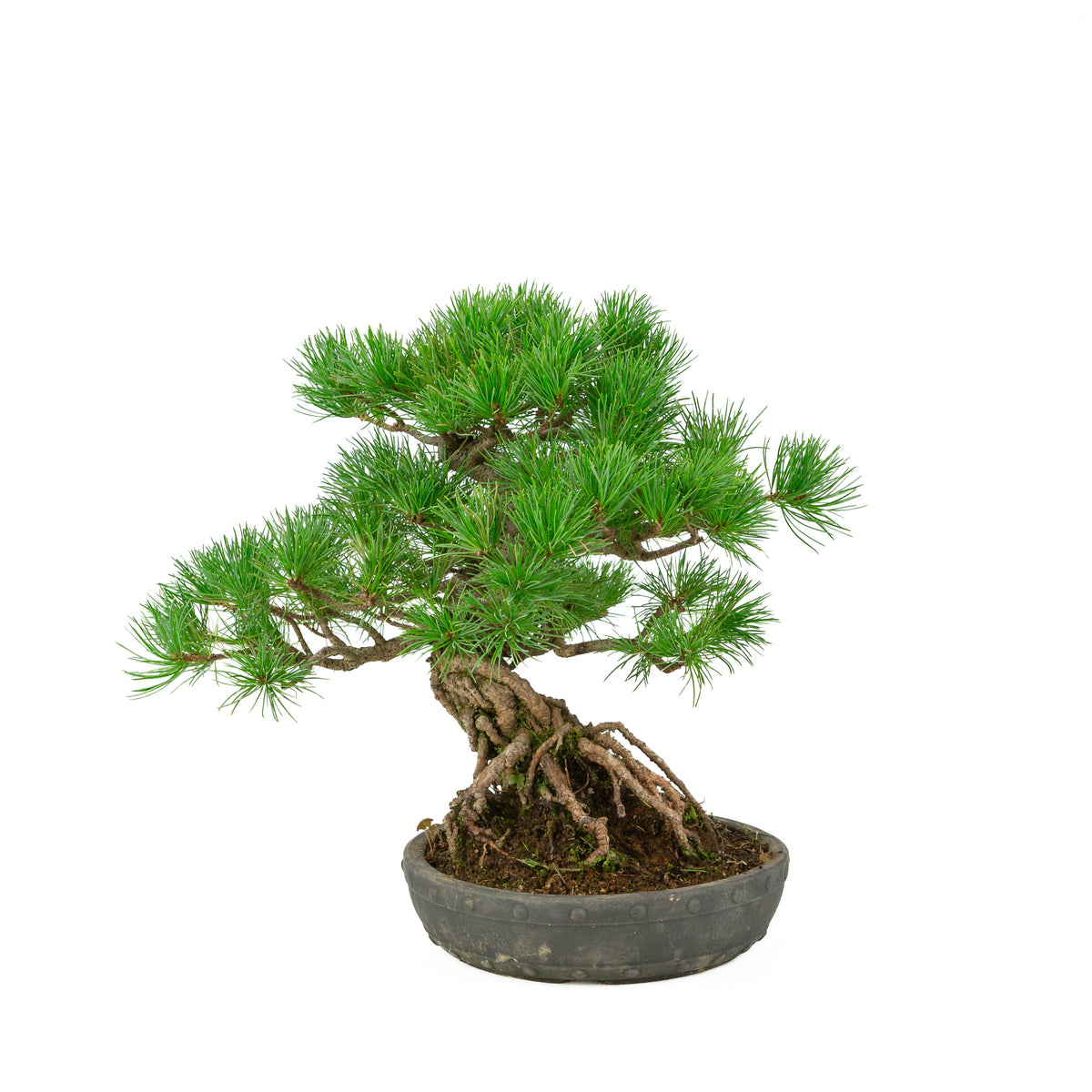 Pinus parviflora pot rond non émaillé 20 cm, hauteur ~32 cm