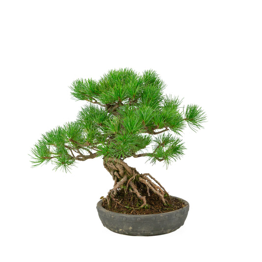 Pinus parviflora pot rond non émaillé 20 cm, hauteur ~32 cm
