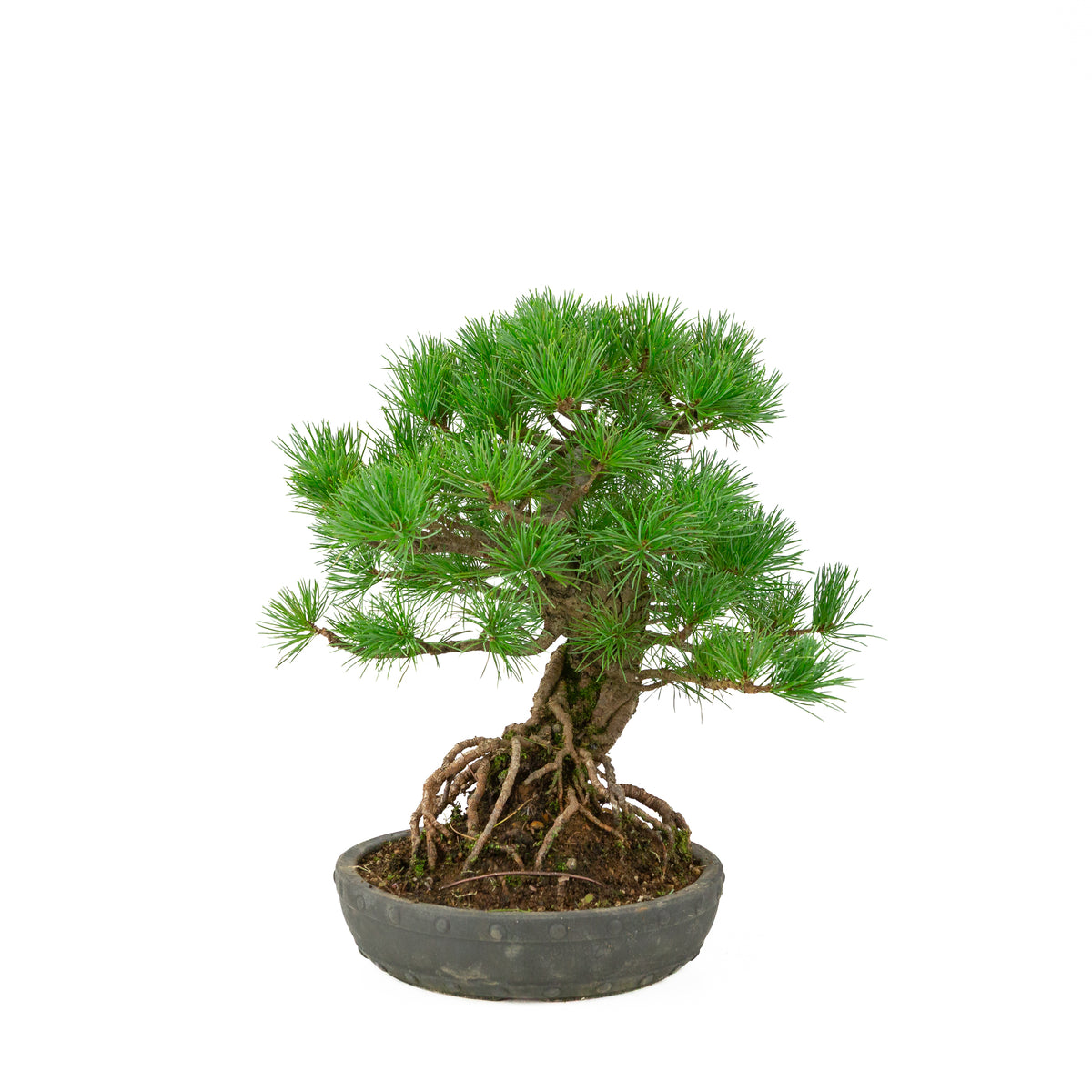 Pinus parviflora pot rond non émaillé 20 cm, hauteur ~32 cm
