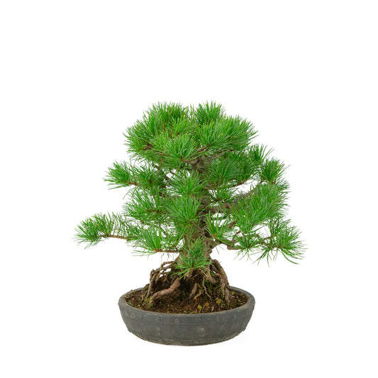 Pinus parviflora pot rond non émaillé 20 cm, hauteur ~32 cm