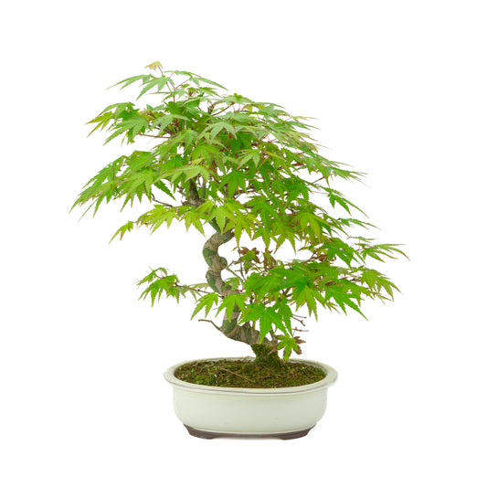 Acer palmatum pot ovale crème 20 cm, hauteur ~36 cm