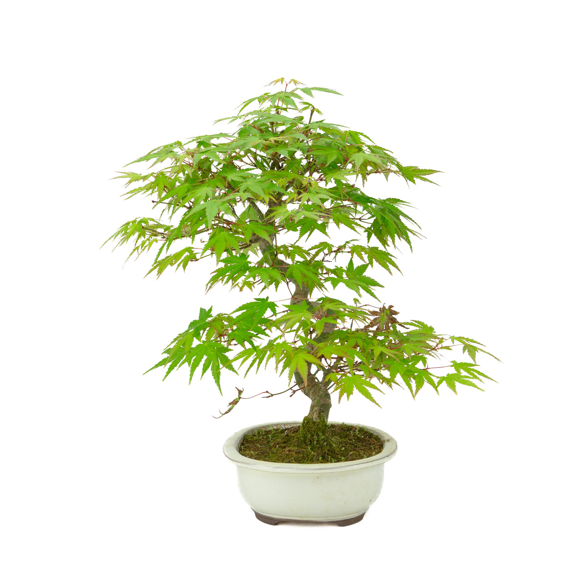 Acer palmatum pot ovale crème 20 cm, hauteur ~36 cm