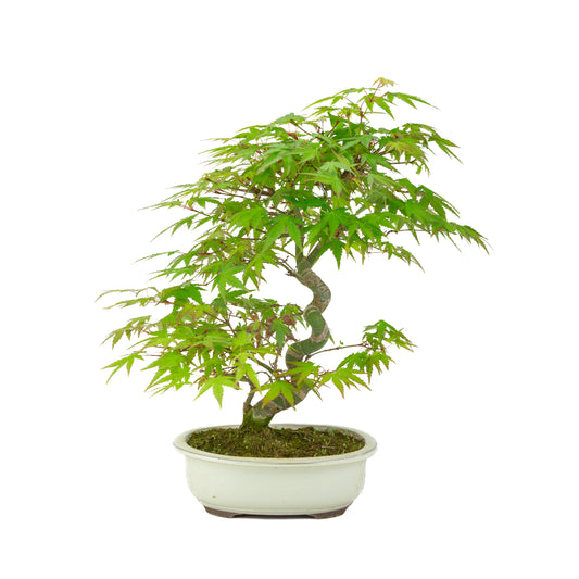 Acer palmatum pot ovale crème 20 cm, hauteur ~36 cm