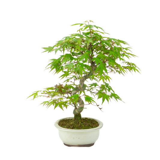 Acer palmatum pot ovale crème 20 cm, hauteur ~36 cm