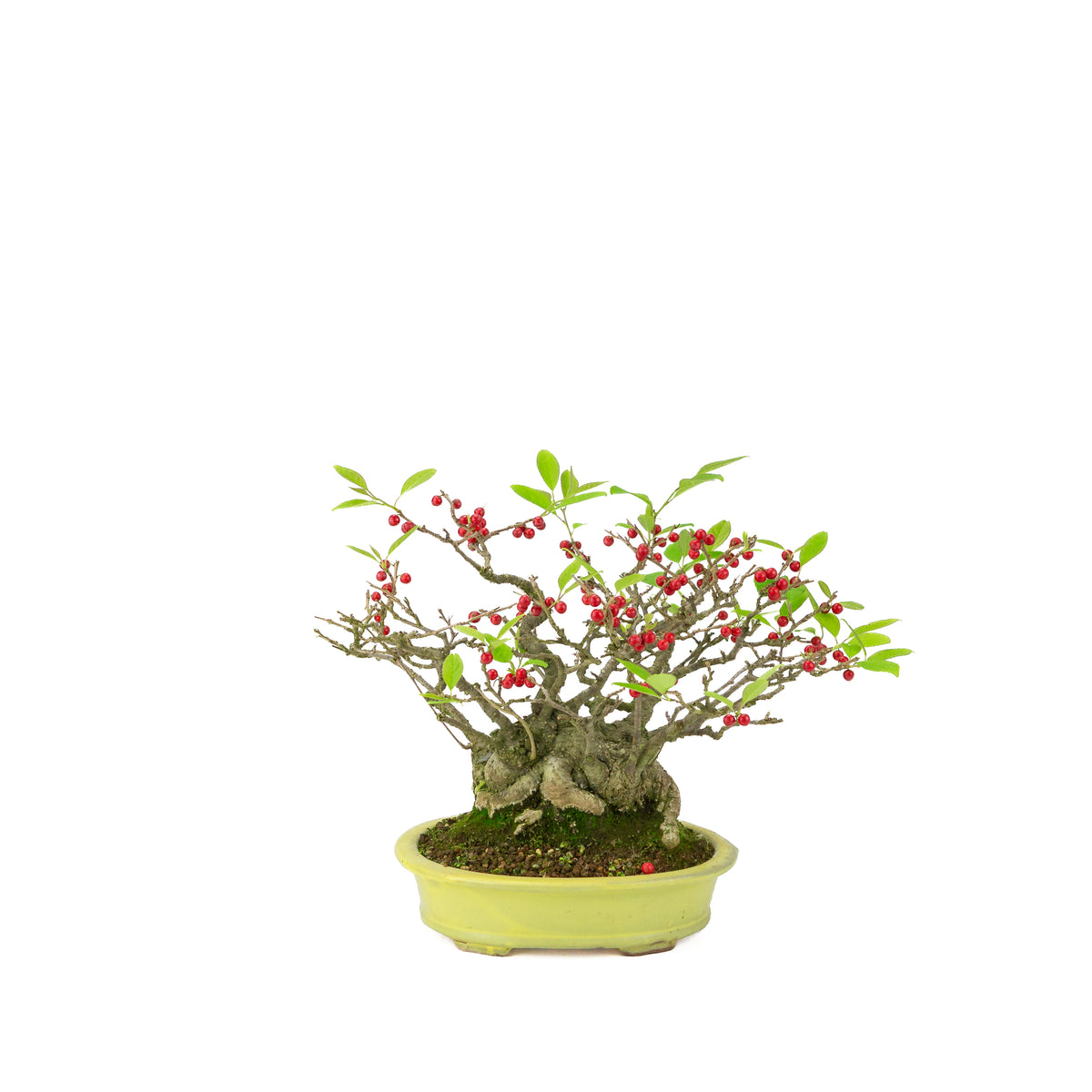 Ilex serrata umemodoki pot ovale vert 18 cm, hauteur ~21 cm