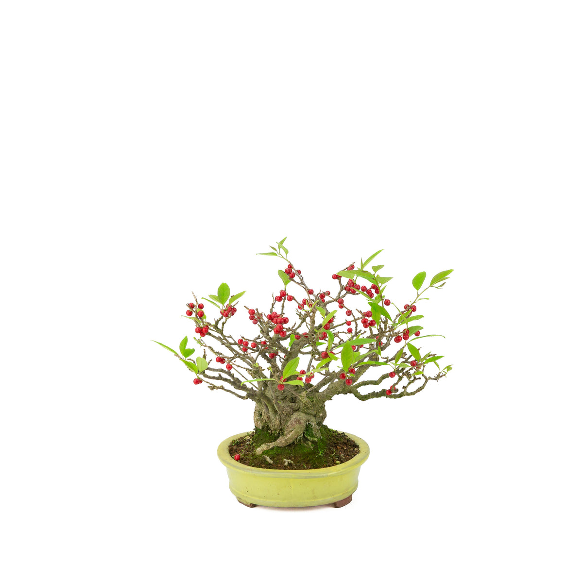 Ilex serrata umemodoki pot ovale vert 18 cm, hauteur ~21 cm