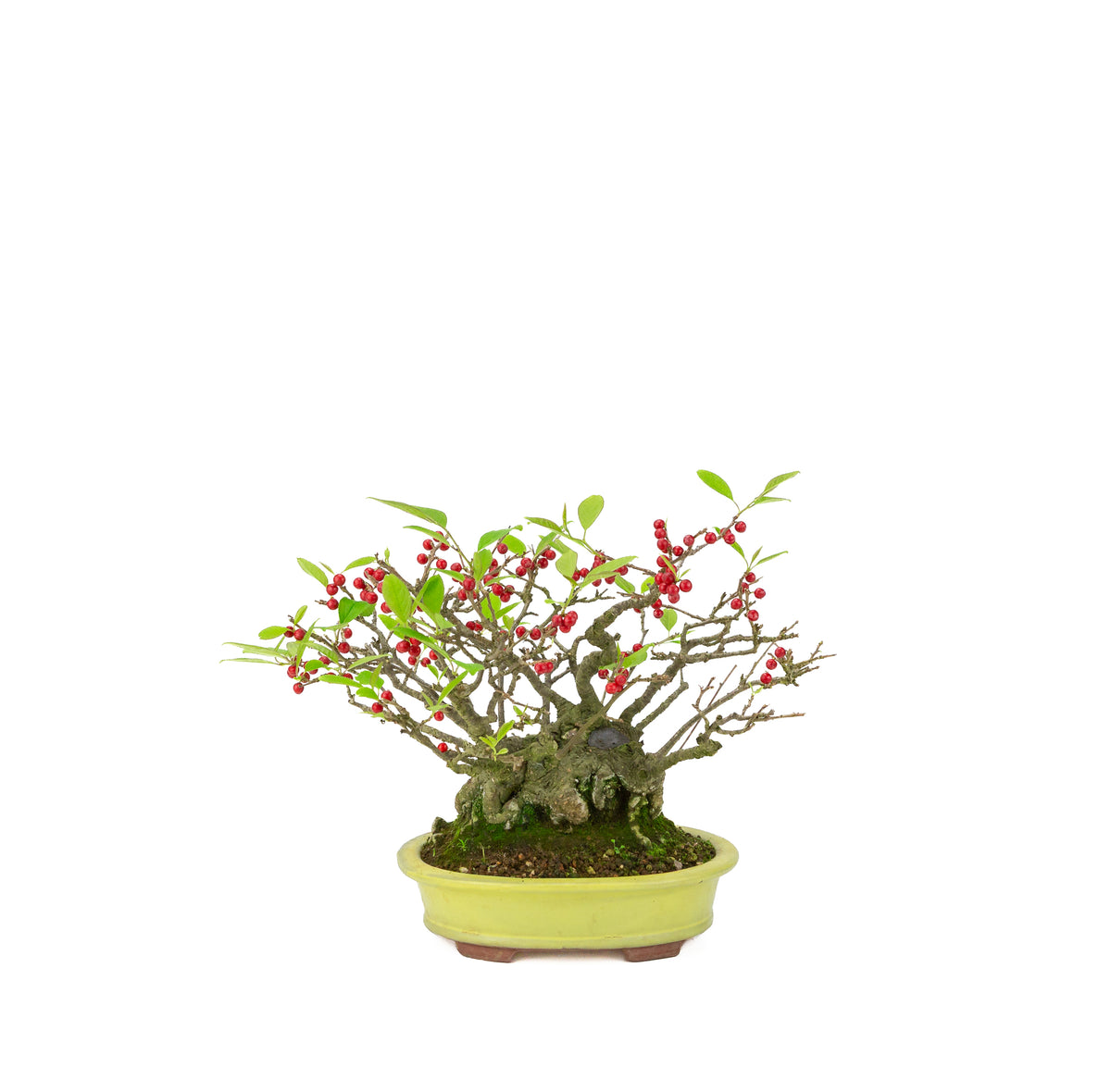 Ilex serrata umemodoki pot ovale vert 18 cm, hauteur ~21 cm