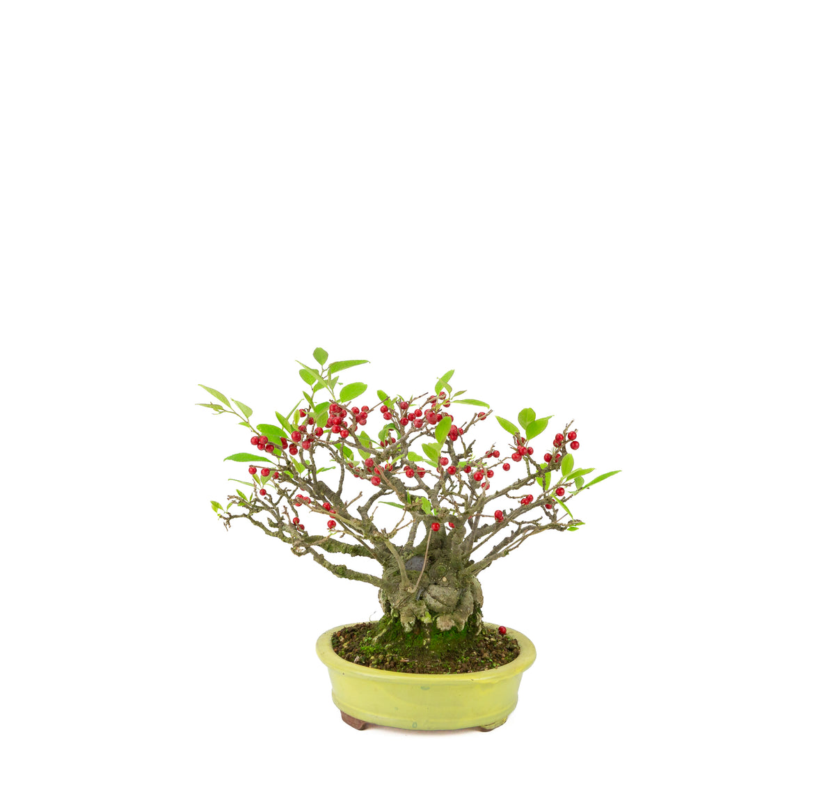 Ilex serrata umemodoki pot ovale vert 18 cm, hauteur ~21 cm