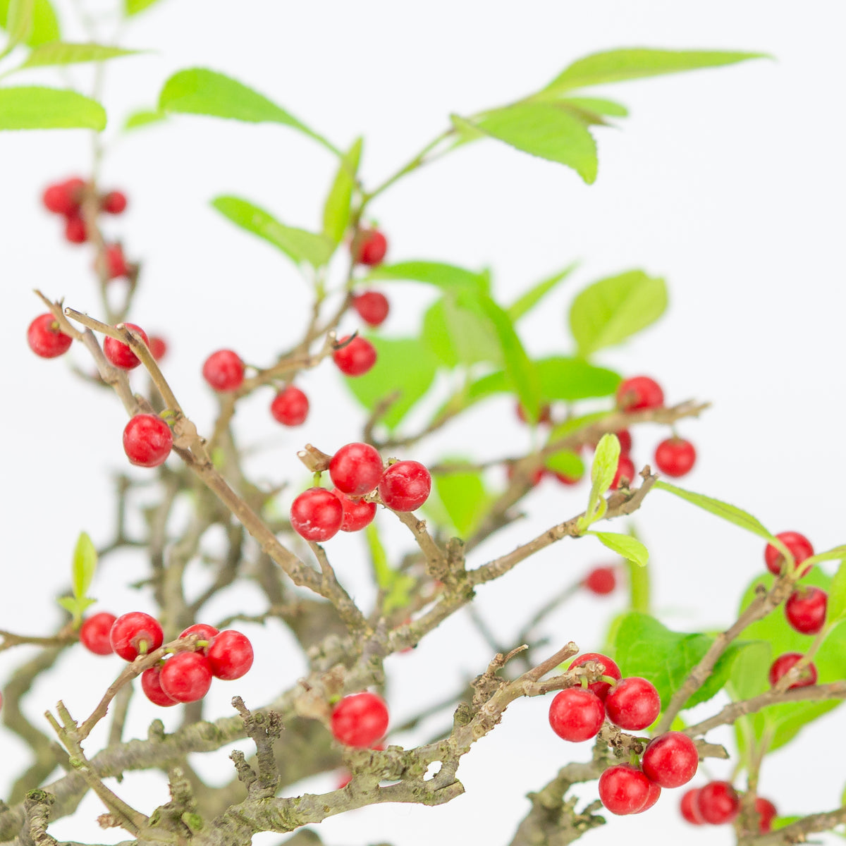 Ilex serrata umemodoki pot ovale vert 18 cm, hauteur ~21 cm