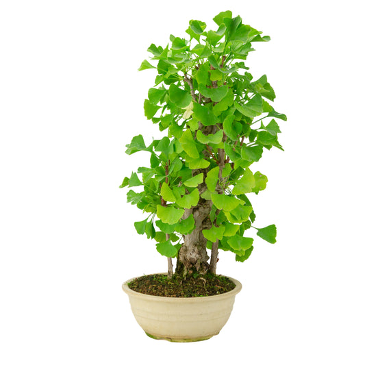 Ginkgo biloba pot rond crème 20 cm, hauteur ~50 cm