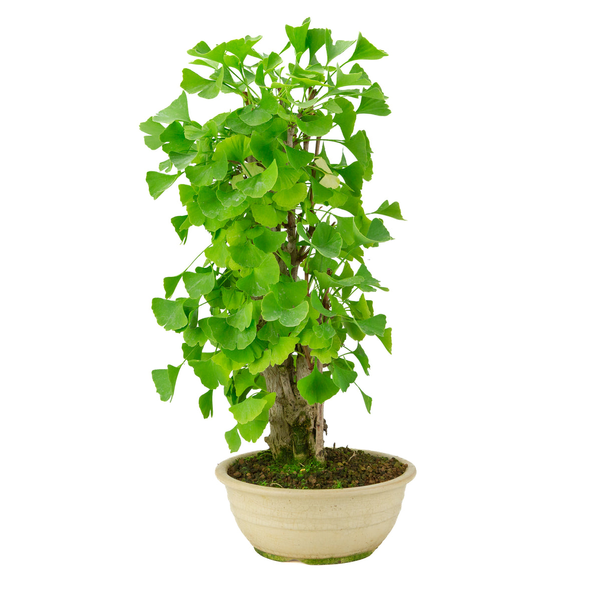 Ginkgo biloba pot rond crème 20 cm, hauteur ~50 cm