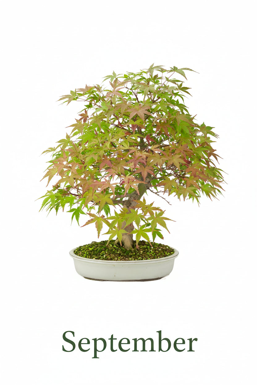 Acer palmatum « Benichidori » (érable japonais), hauteur ~38 cm