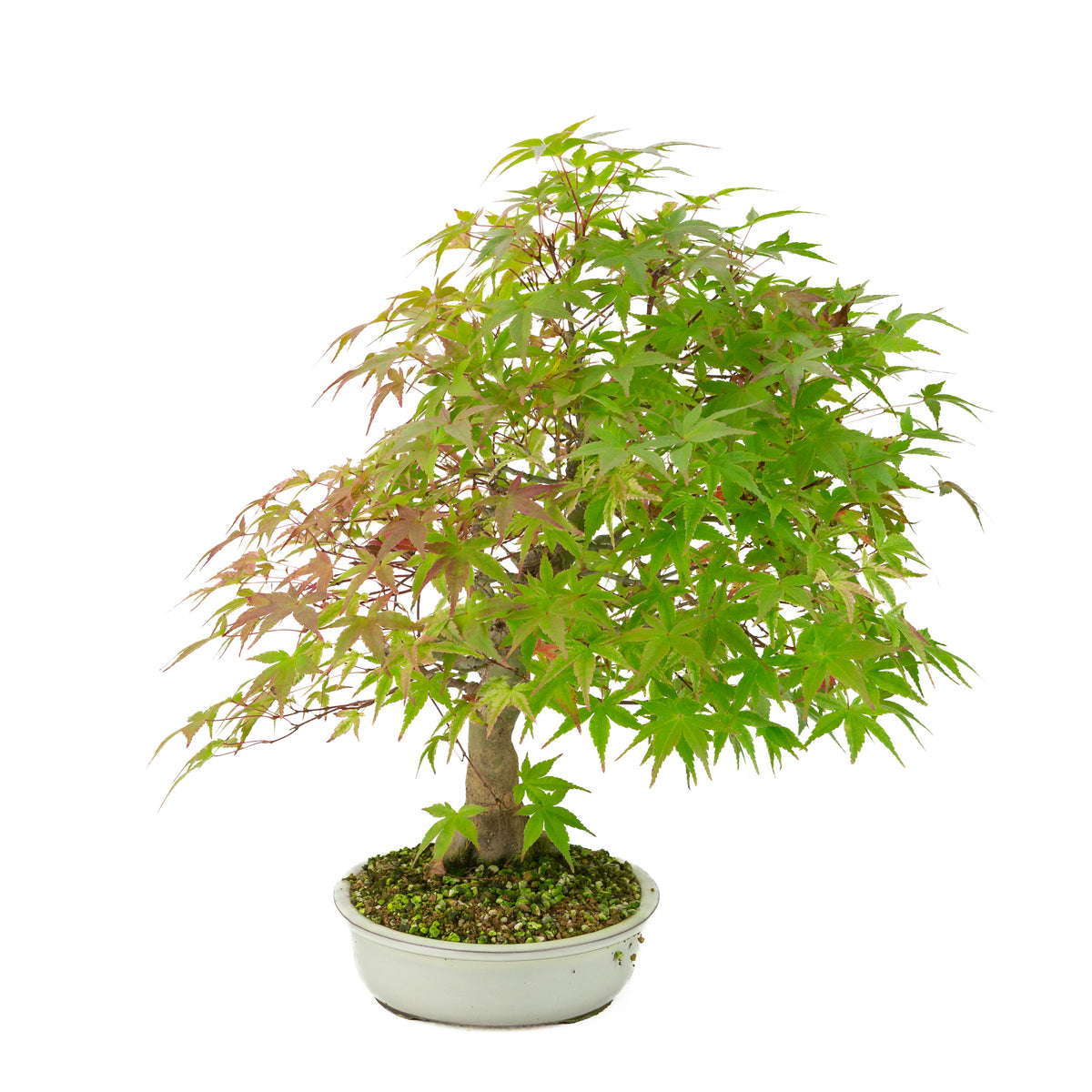 Acer palmatum « Benichidori » (érable japonais), hauteur ~38 cm