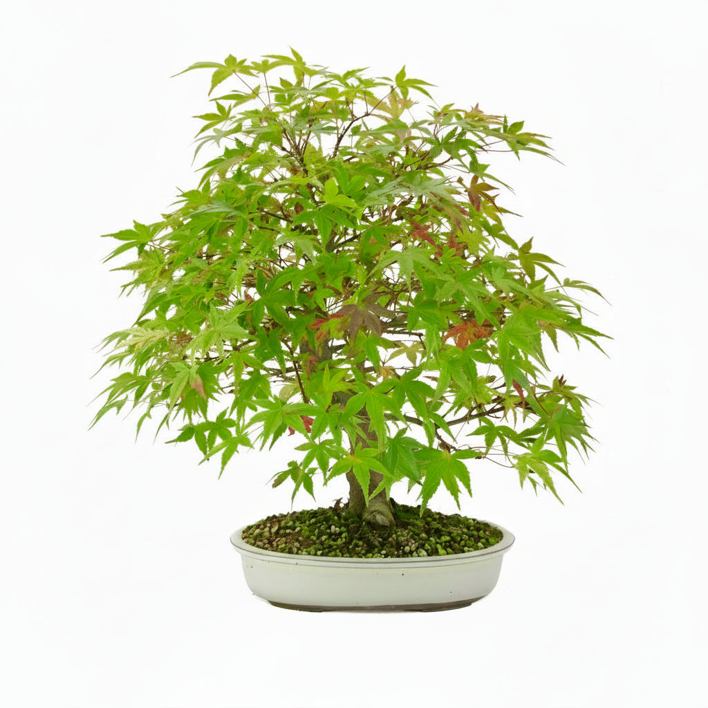 Acer palmatum « Benichidori » (érable japonais), hauteur ~38 cm