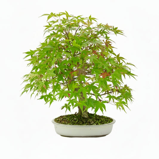 Acer palmatum « Benichidori » (érable japonais), hauteur ~38 cm