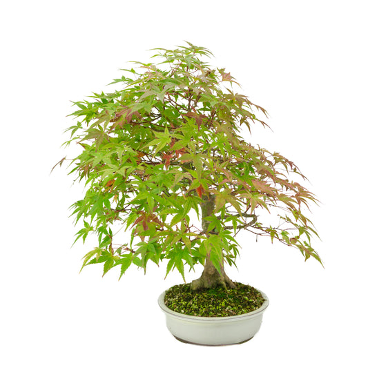 Acer palmatum « Benichidori » (érable japonais), hauteur ~38 cm