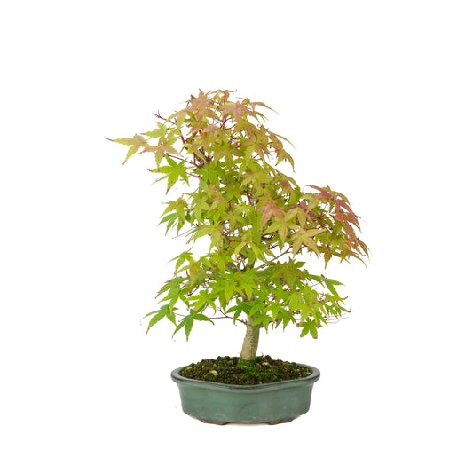 Acer palmatum Deshojo pot rectangulaire crème 21 cm, hauteur ~52 cm