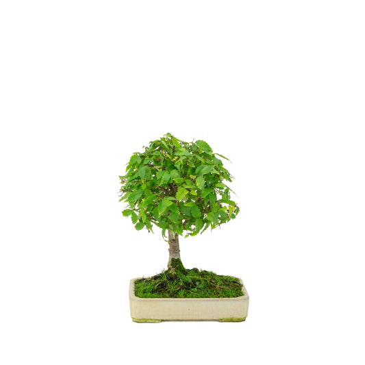 Zelkova serrata pot rectangulaire crème 18 cm, hauteur ~26 cm