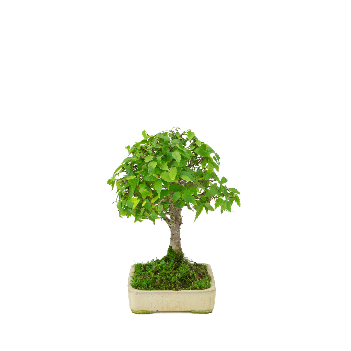 Zelkova serrata pot rectangulaire crème 18 cm, hauteur ~26 cm