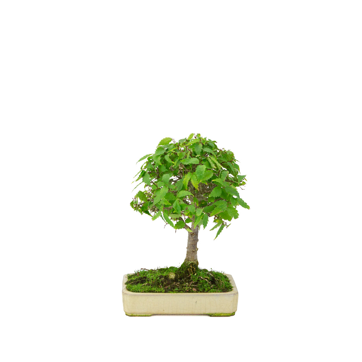 Zelkova serrata pot rectangulaire crème 18 cm, hauteur ~26 cm