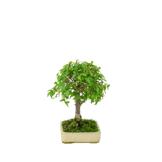 Zelkova serrata pot rectangulaire crème 18 cm, hauteur ~26 cm