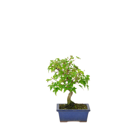 Acer buergerianum pot rectangulaire bleu 13 cm, hauteur ~24 cm