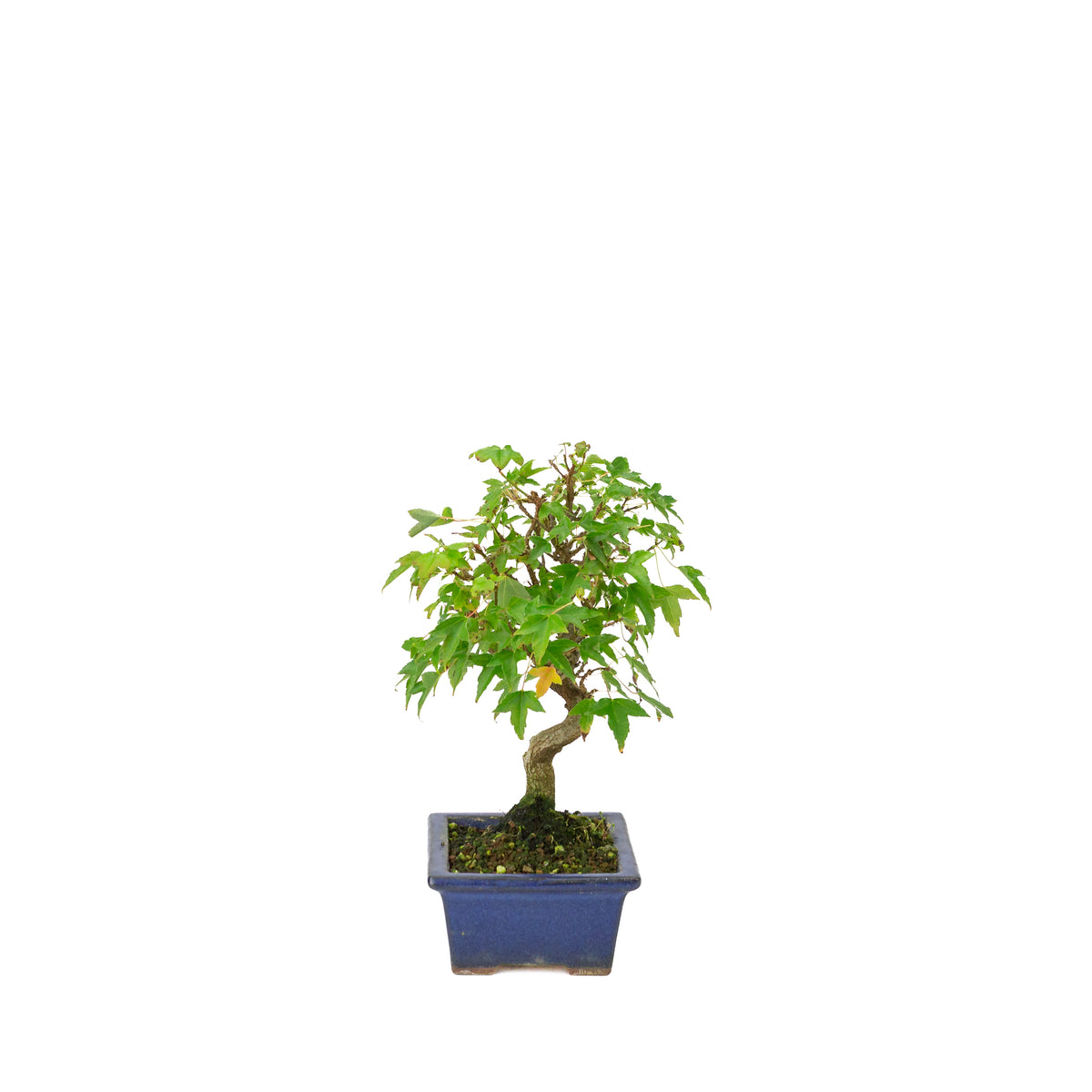 Acer buergerianum pot rectangulaire bleu 13 cm, hauteur ~24 cm