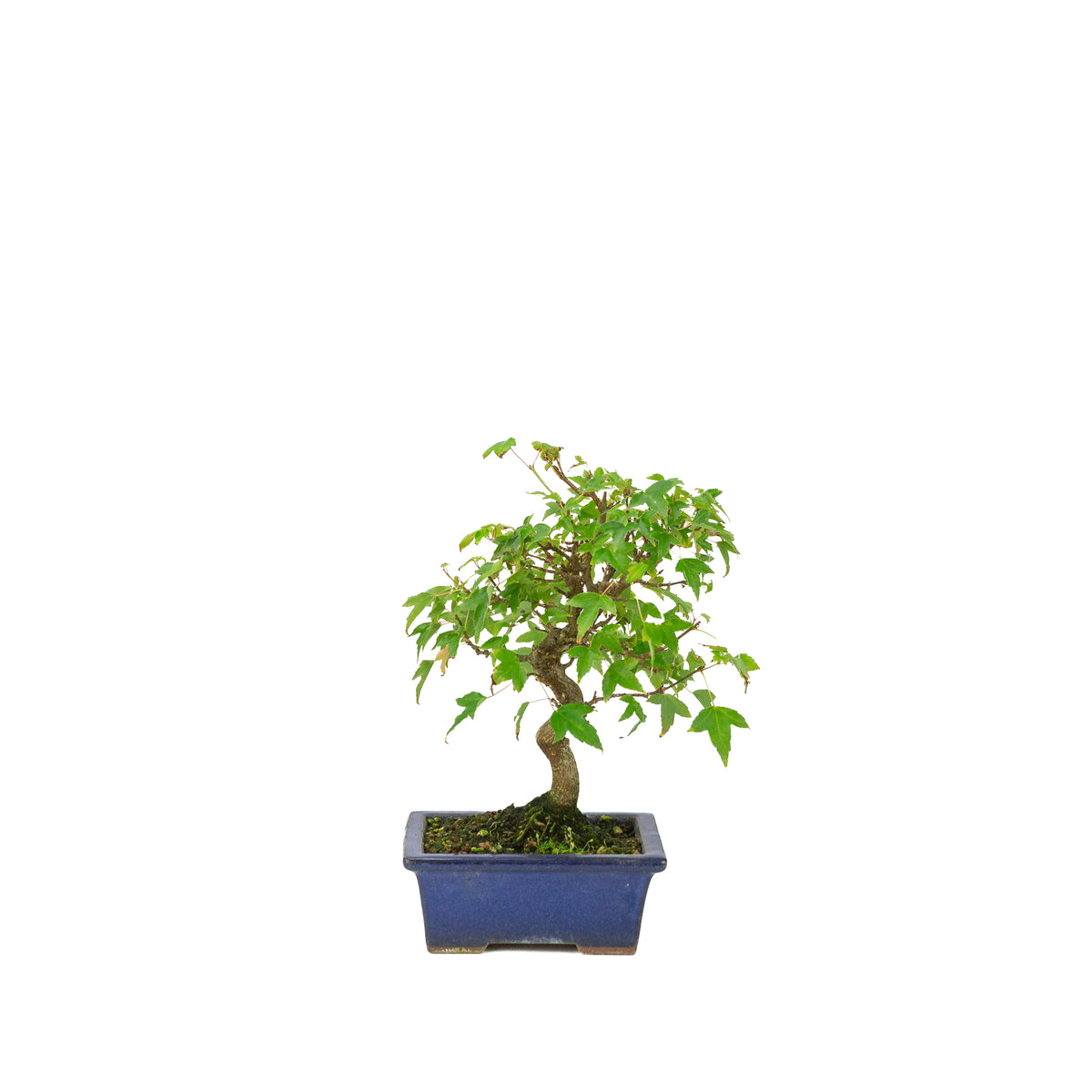 Acer buergerianum pot rectangulaire bleu 13 cm, hauteur ~24 cm