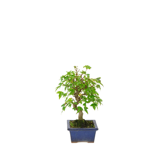 Acer buergerianum pot rectangulaire bleu 13 cm, hauteur ~24 cm