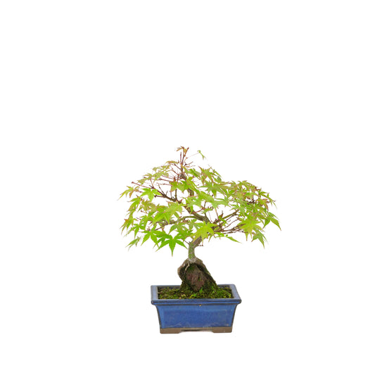 Acer palmatum racines sur rocher pot bleu 13 cm, hauteur ~26 cm