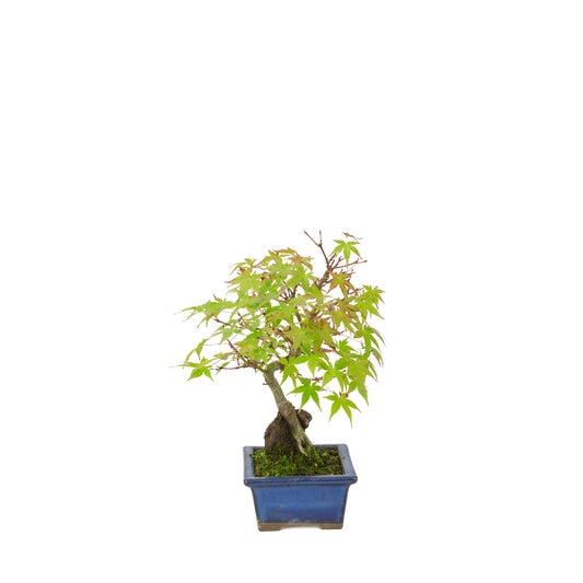 Acer palmatum racines sur rocher pot bleu 13 cm, hauteur ~26 cm