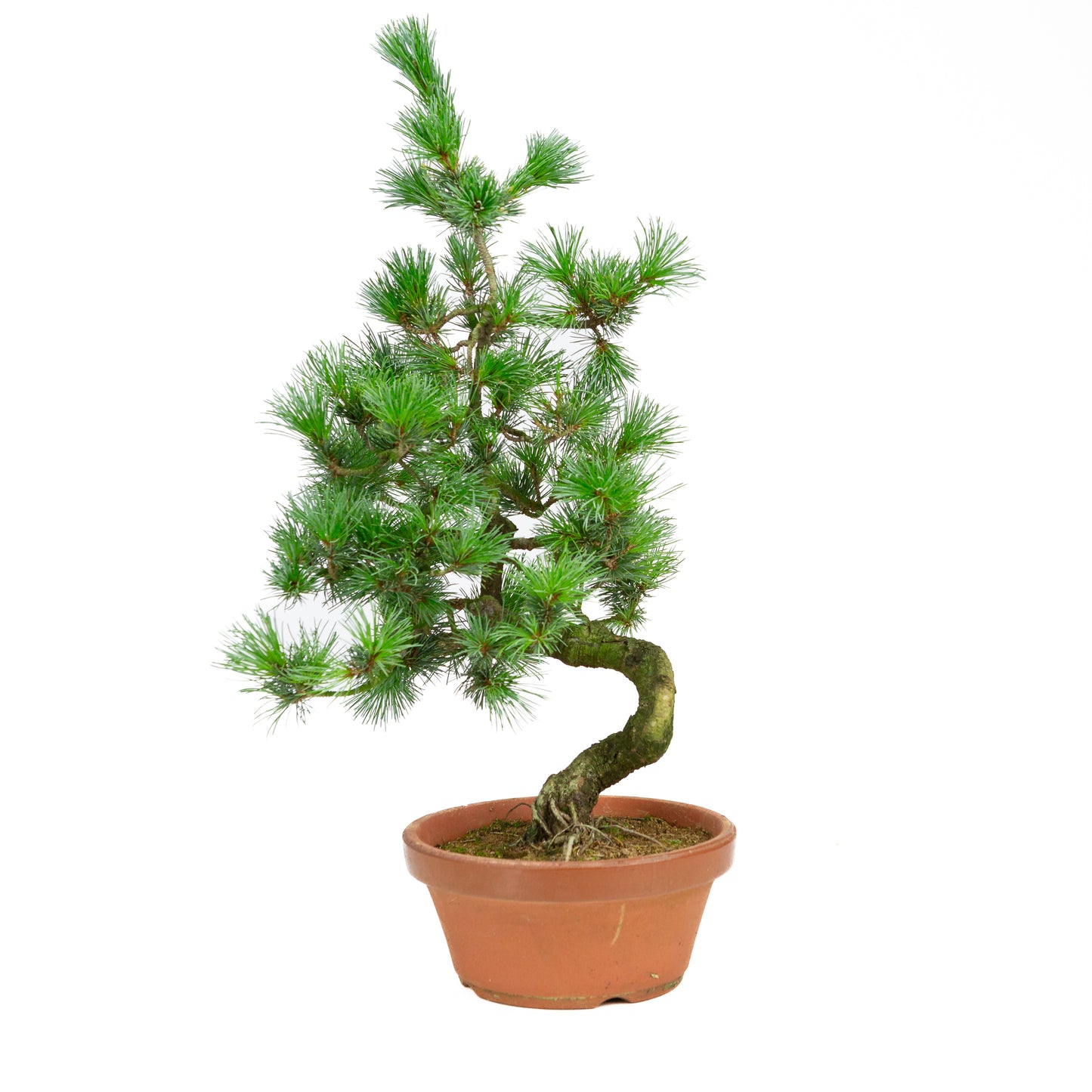 Pinus parviflora pot en terre cuite 19 cm, hauteur ~53 cm
