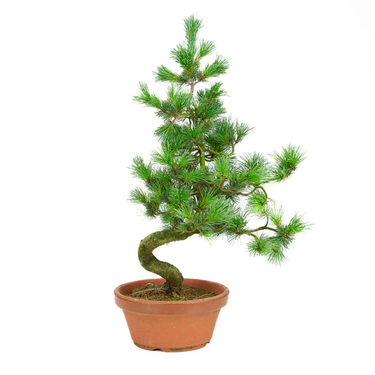 Pinus parviflora pot en terre cuite 19 cm, hauteur ~53 cm