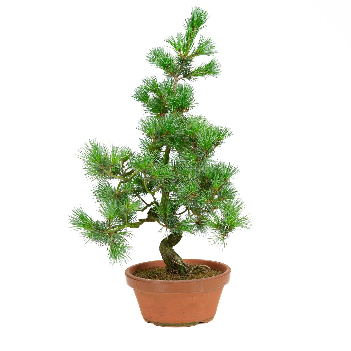 Pinus parviflora pot en terre cuite 19 cm, hauteur ~53 cm
