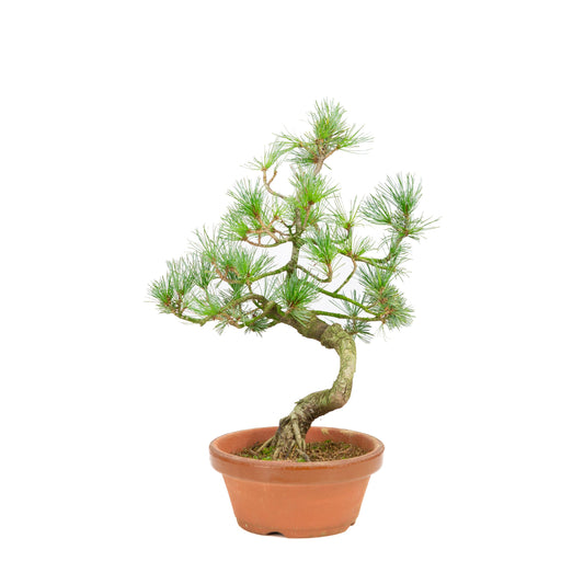 Pinus parviflora pot en terre cuite 19 cm, hauteur ~42 cm