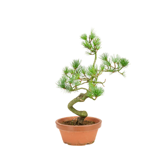 Pinus parviflora pot en terre cuite 19 cm, hauteur ~42 cm