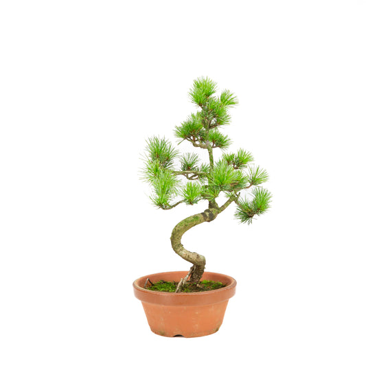Pinus parviflora en pot en terre cuite 15 cm, hauteur ~37 cm