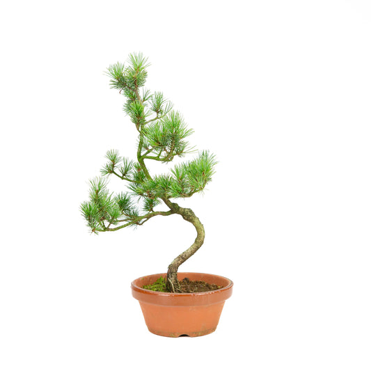 Pinus parviflora pot en terre cuite 19 cm, hauteur ~42 cm