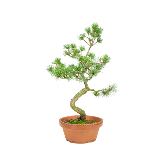 Pinus parviflora pot en terre cuite 19 cm, hauteur ~42 cm
