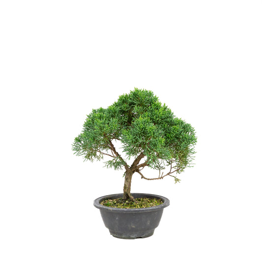 Juniperus chinensis pot rectangulaire vert 13 cm, hauteur ~35 cm