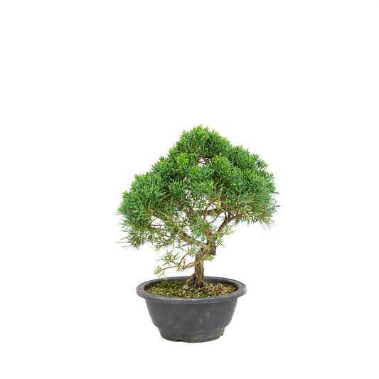 Juniperus chinensis pot rectangulaire vert 13 cm, hauteur ~35 cm