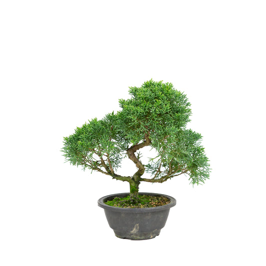 Juniperus chinensis pot rectangulaire vert 13 cm, hauteur ~35 cm
