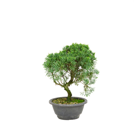 Juniperus chinensis pot rectangulaire vert 13 cm, hauteur ~35 cm