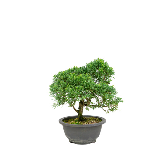 Juniperus chinensis pot rectangulaire vert 13 cm, hauteur ~35 cm