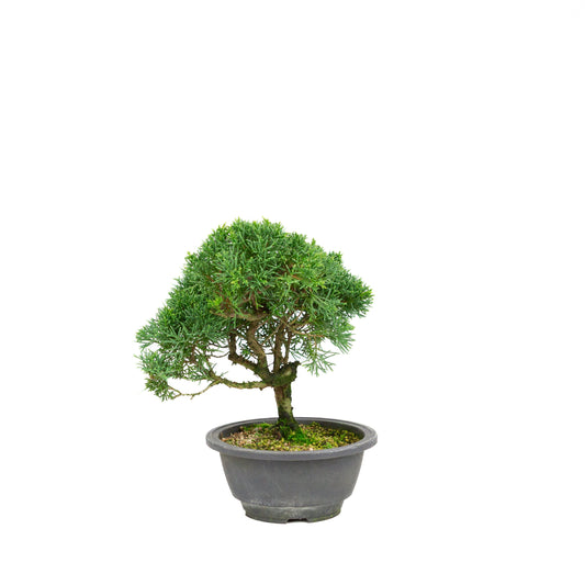 Juniperus chinensis pot rectangulaire vert 13 cm, hauteur ~35 cm