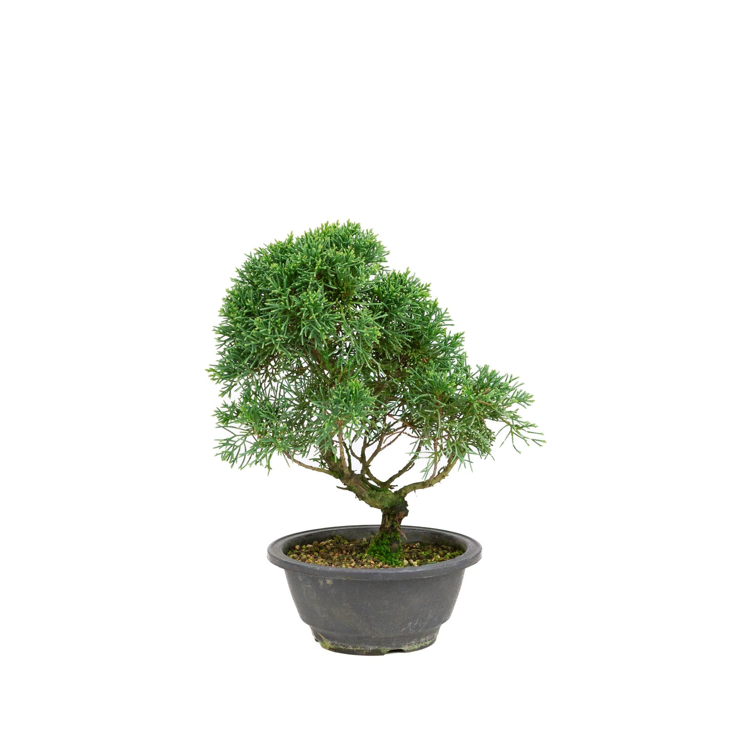 Juniperus chinensis pot rectangulaire vert 13 cm, hauteur ~35 cm