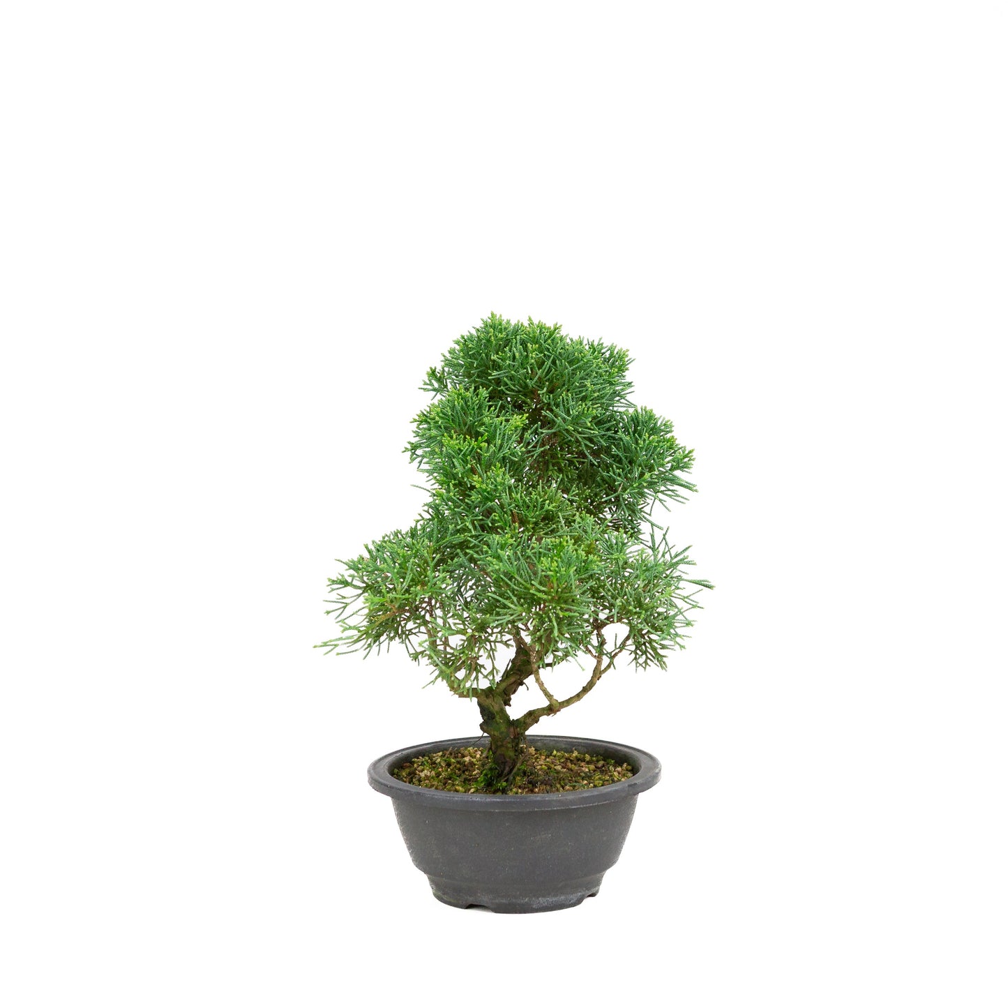 Juniperus chinensis pot rectangulaire vert 13 cm, hauteur ~35 cm