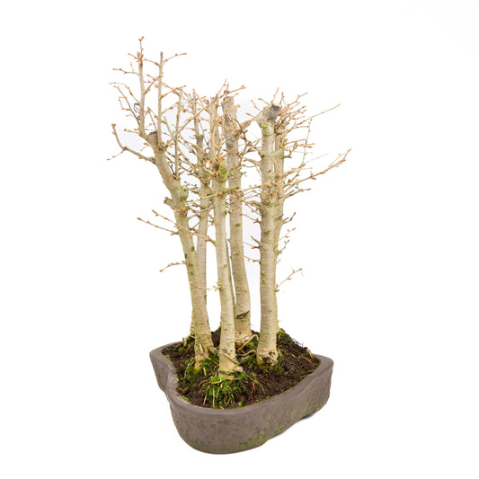 Pseudolarix amabilis forêt pot ovale brun 43 cm, hauteur ~56 cm